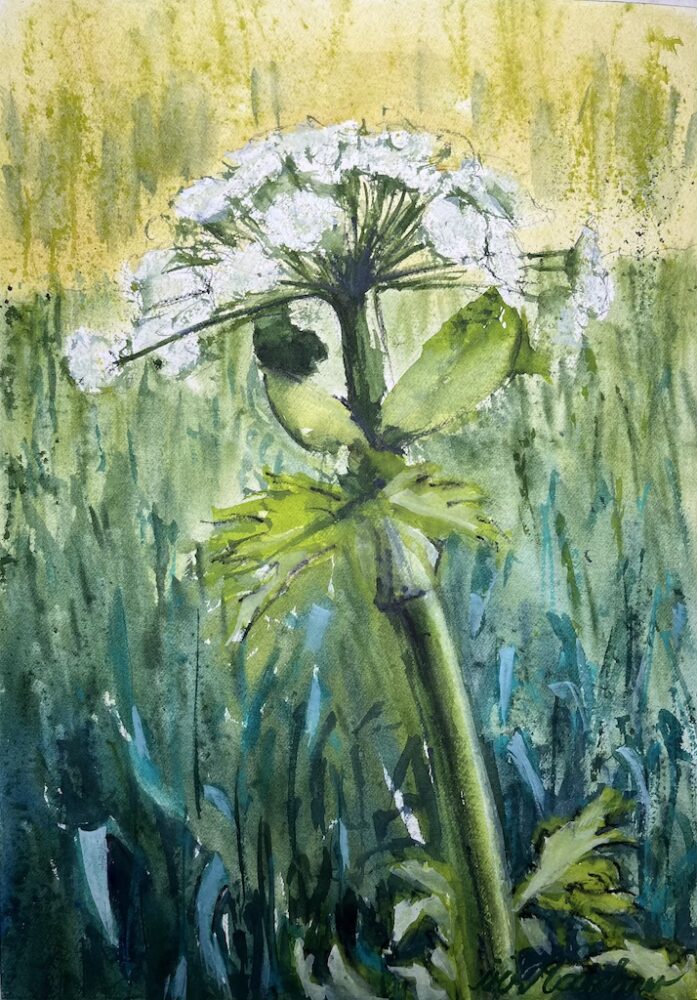 Bärenklau • Aquarell auf Papier • 25 x 36 cm • 2025
