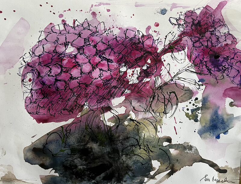 Hortensie • Tusche auf Papier • 20 x 27 cm • 2025